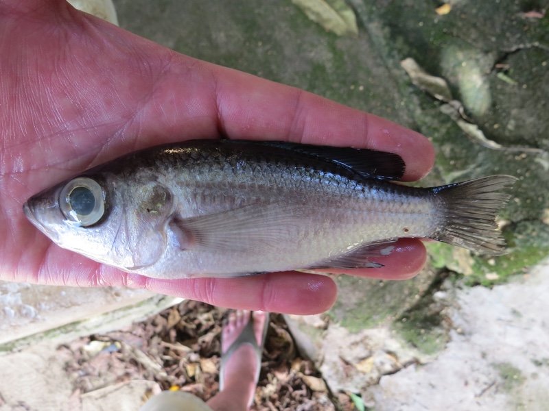 Diplotaxodon sp. 'bigeye blackdorsal' Nkhata Bay